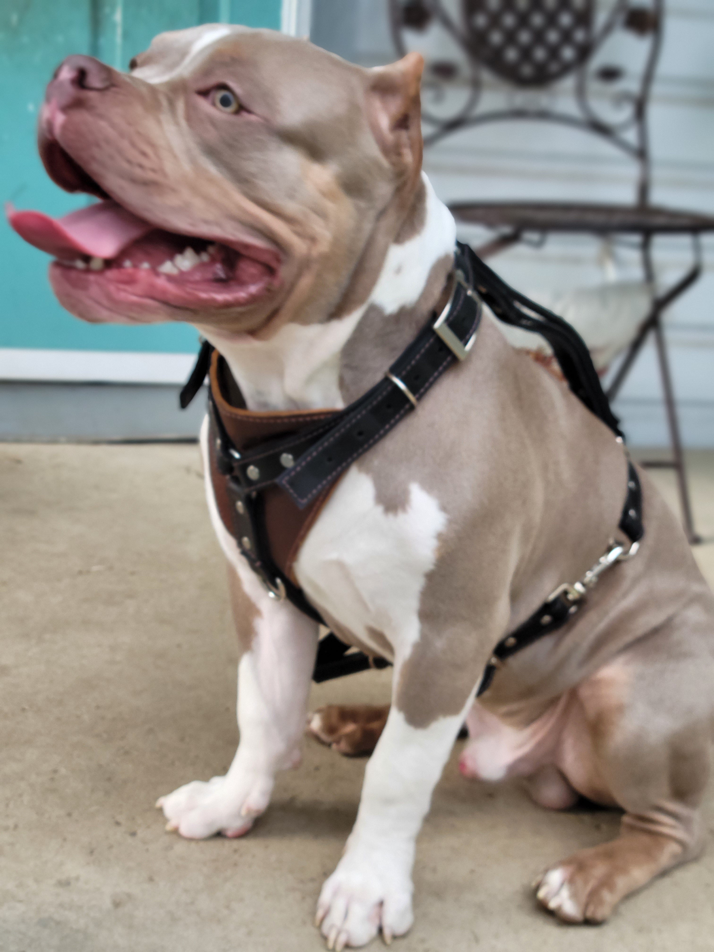 Handmade black and brown leather dog harness bbk leather designs