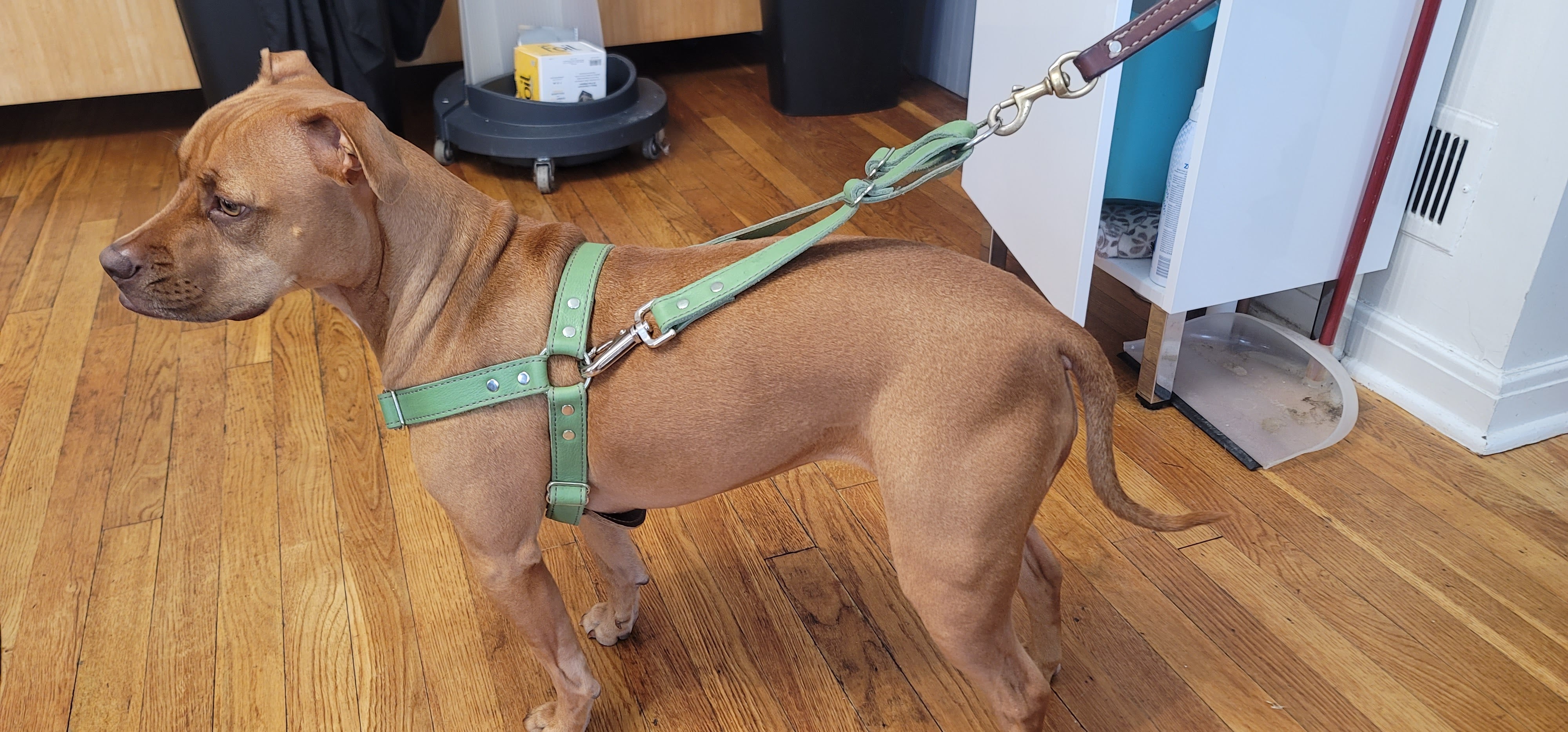 Handmade green leather dog body harness bbk leather designs